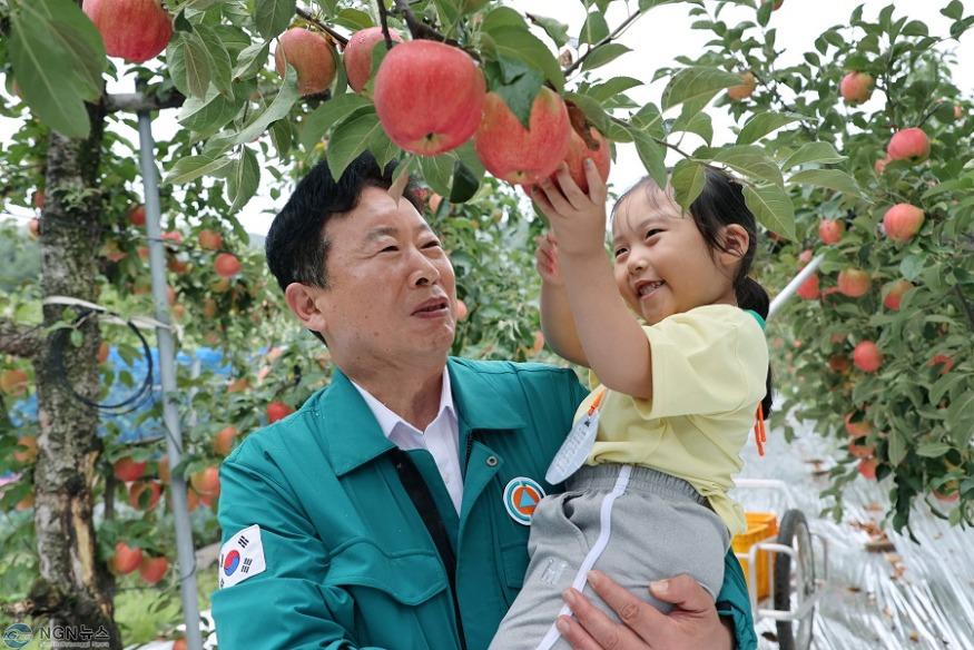 (가)가평군, ‘제2회 가평소원사과 따기 행사’ 개최2.jpg
