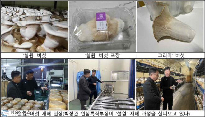 버섯.PNG