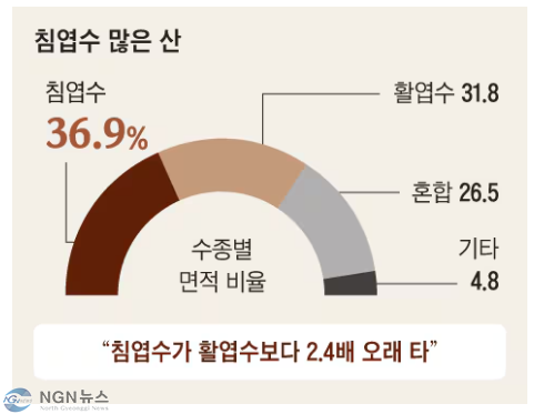 침엽수.PNG