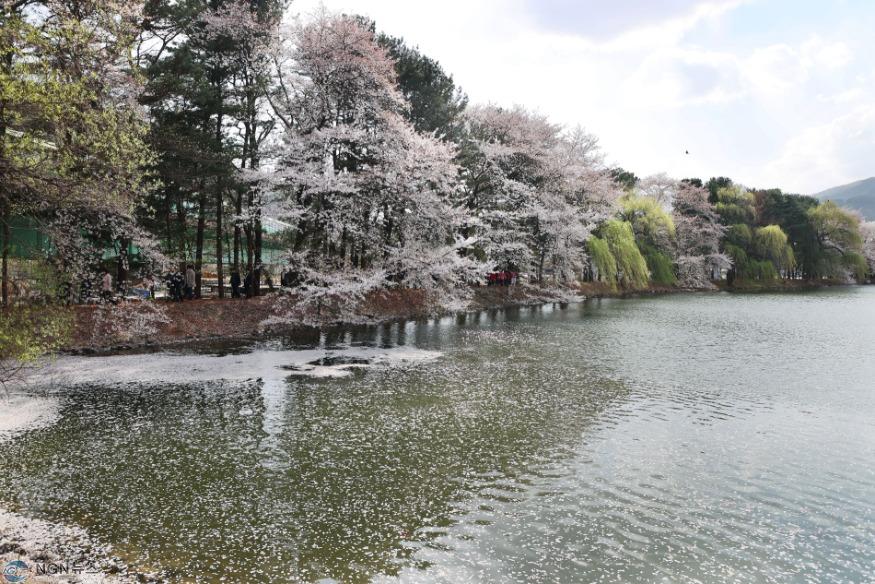 (가)“벚꽃 명소, 옛 중앙내수면연구소에 꽃구경 오세요”(사진은 지난해 벚꽃 개화 모습)1.jpg