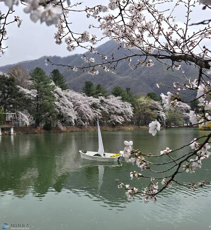 (다)가평군, 옛 내수면연구소 벚꽃길, 4월20일까지 연장 개방1.jpg