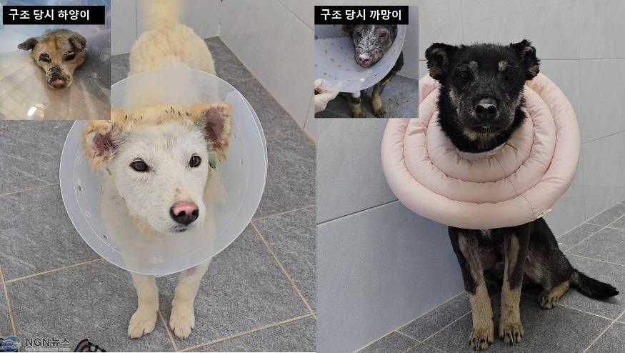 사진－경북+산불+구조견+중+하양이와+까망이의+구조당시+사진과+치료，+회복+후+사진+비교.jpg