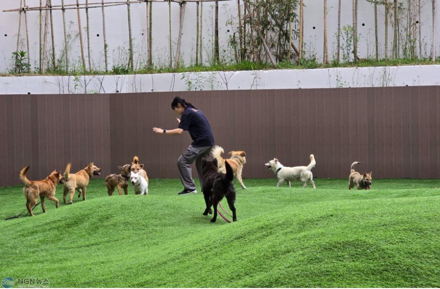 사진－경기도+반려마루+여주+직원이+경북+산불구조견들의+운동+및+사회화+활동을+하고+있다.jpg